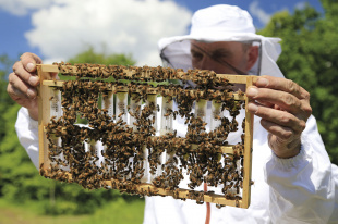 К чему готовиться пчеловоду?