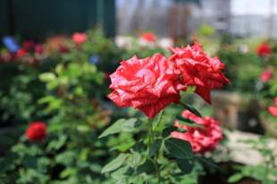В питомнике Park Rose Кинельского района расцвели яркие композиции цветов