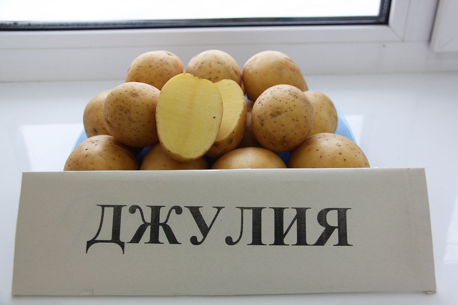 сорт картофеля вега характеристика отзывы фото