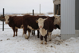 В Камышлинском районе фермер развивает мясное животноводство благодаря гранту «Агростартап»