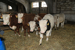 В Камышлинском районе фермер развивает мясное животноводство благодаря гранту «Агростартап»